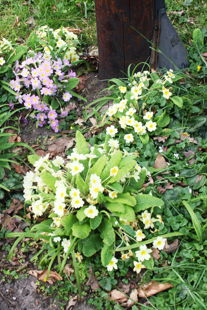 primroses yellow and violet