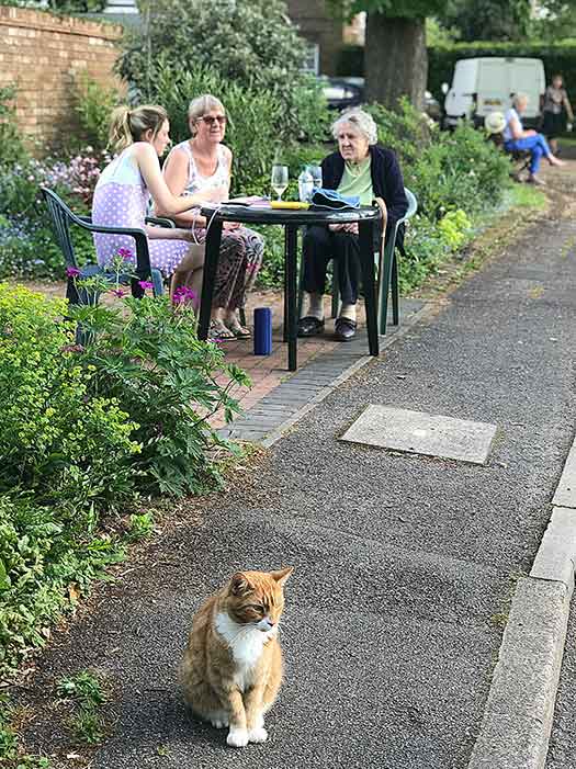 3 women at a table, cat in foreground