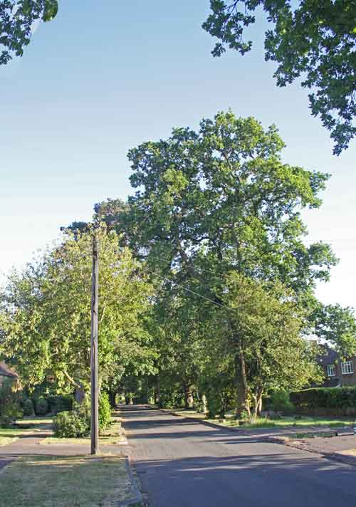 trees along street