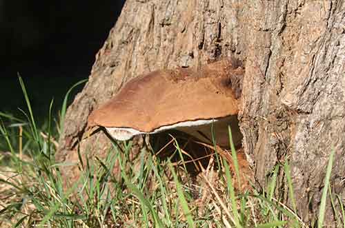 bracket fungus with brown cap white underside