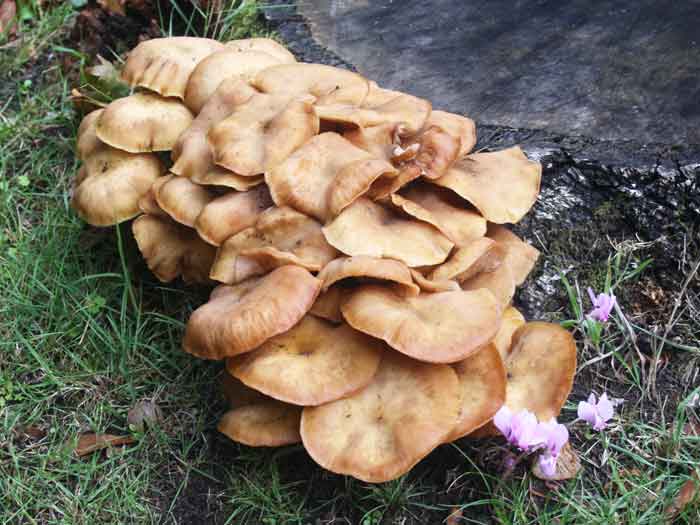 cluster of mushrooms around tree stump