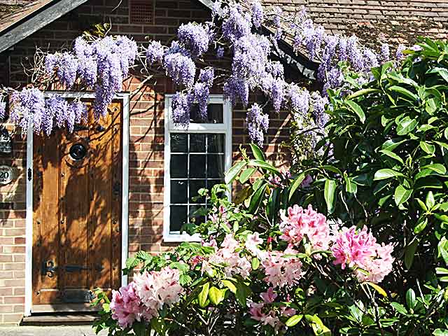 wisteria around door